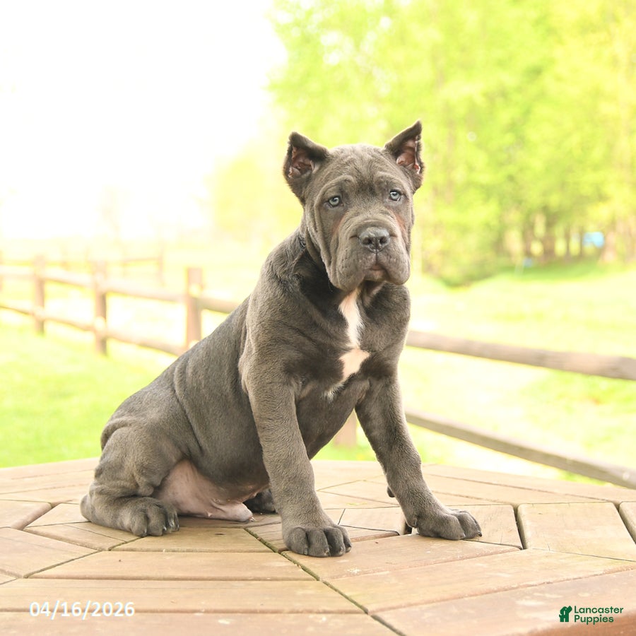Cane Corso dogs Yankee - Ad 2