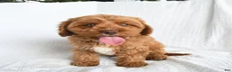 Cavapoo dogs for sale: Byron - Ad 1