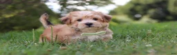 Morkie dogs for sale: Zoe - Ad 4