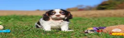 Cavalier King Charles Spaniel dogs for sale: Chloe - Ad 3