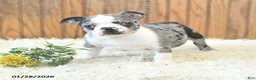 Boston Terrier dogs for sale: Maverick - Ad 3