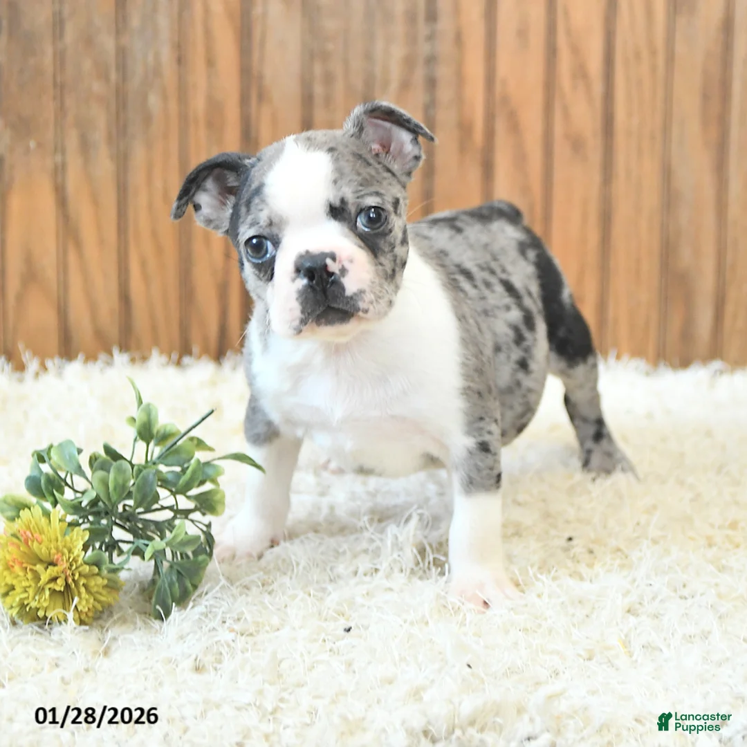 Boston Terrier dogs for sale: Maverick - Ad 3