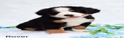 Bernese Mountain Dog dogs for sale: Rover - Ad 3