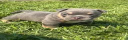 American Bully dogs for sale: American Bully 3 - Ad 2