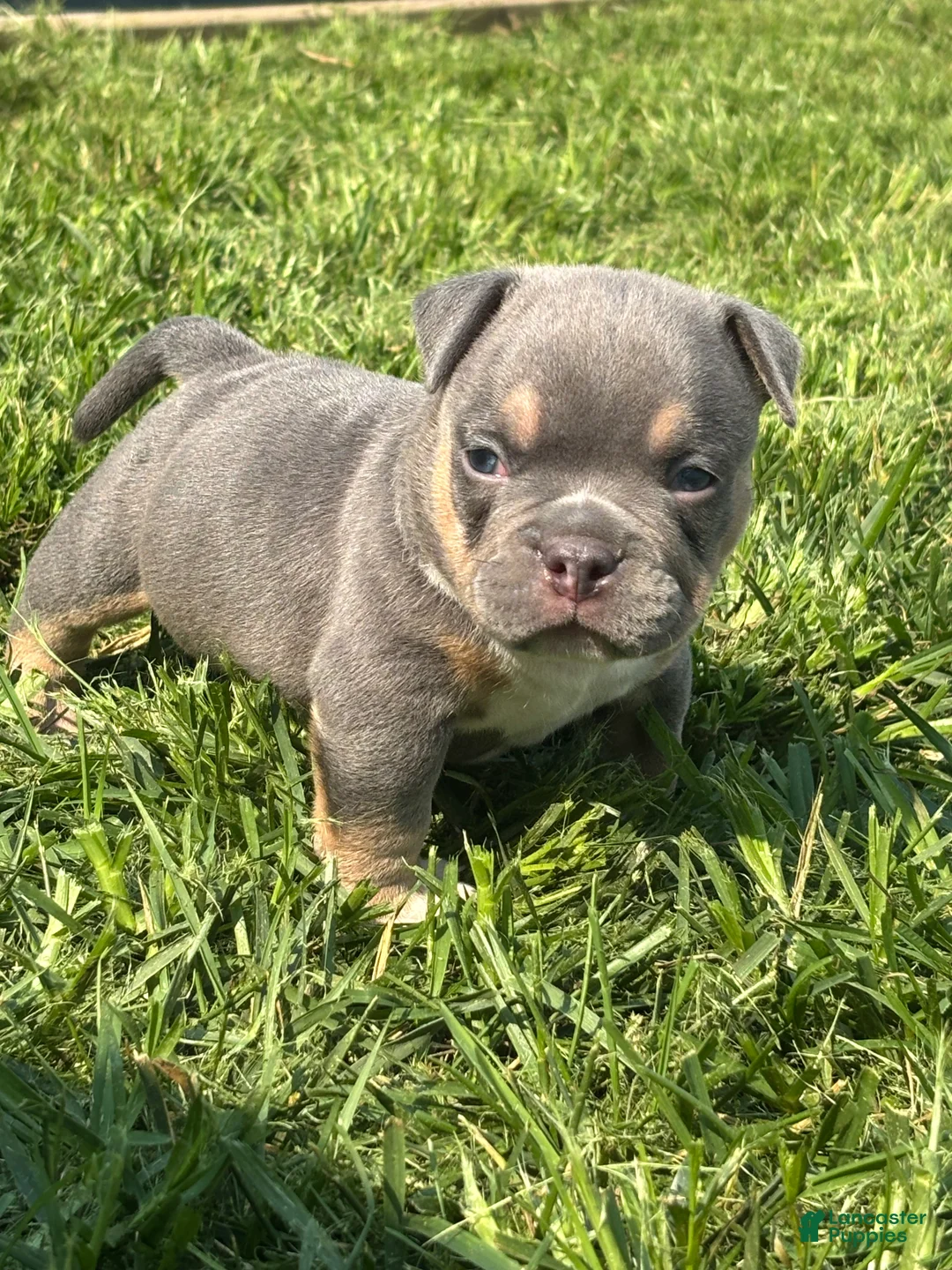 American Bully dogs for sale: American Bully 3 - Ad 2