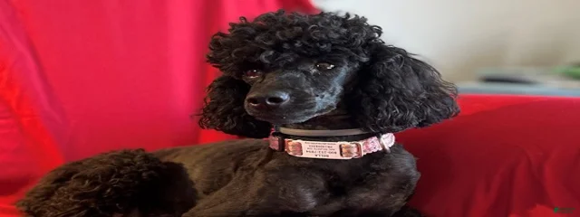 Bella