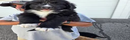 Mixed Breed dogs for sale: Flair - Ad 1