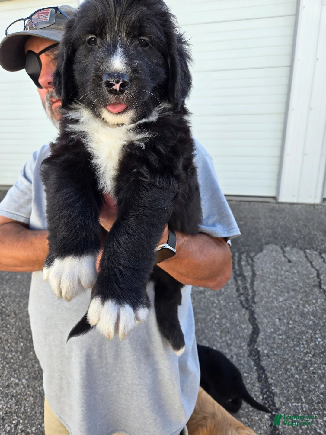Mixed Breed dogs for sale: Flair - Ad 1