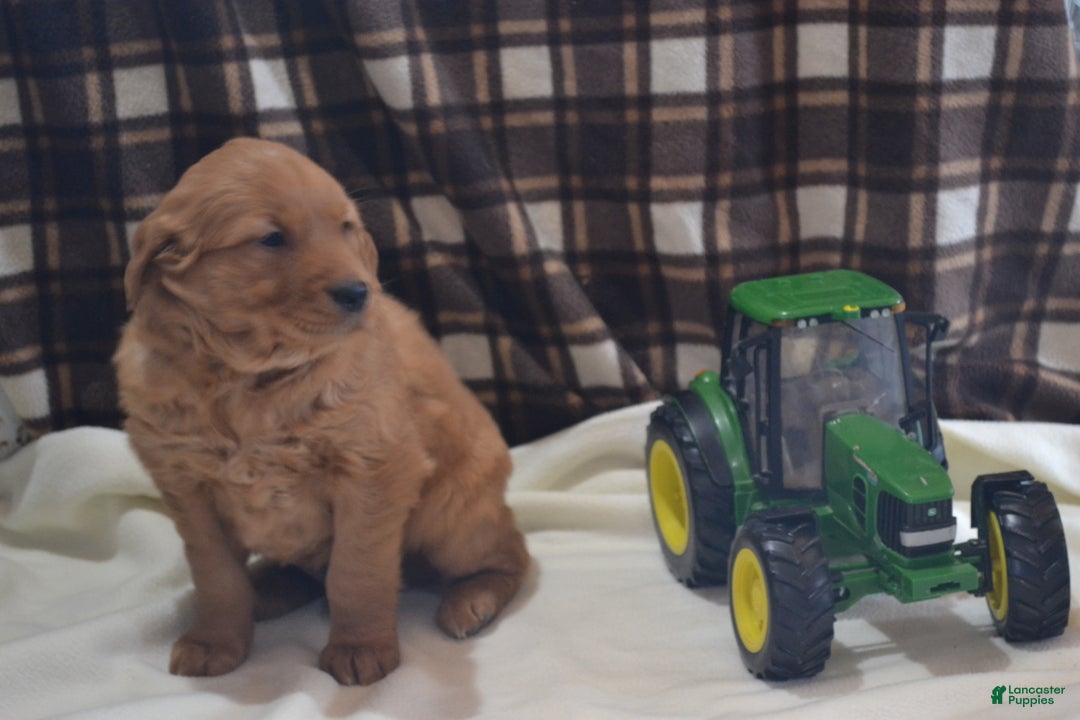 Golden Retriever dogs for sale: Rover - Ad 4