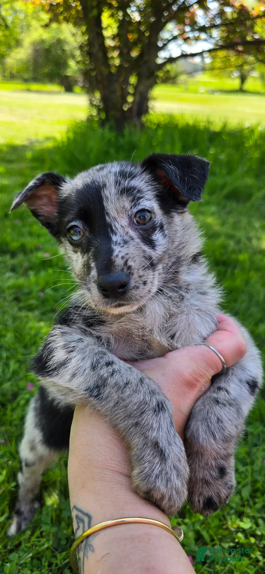 Mixed Breed dogs for sale: Gal - Ad 6