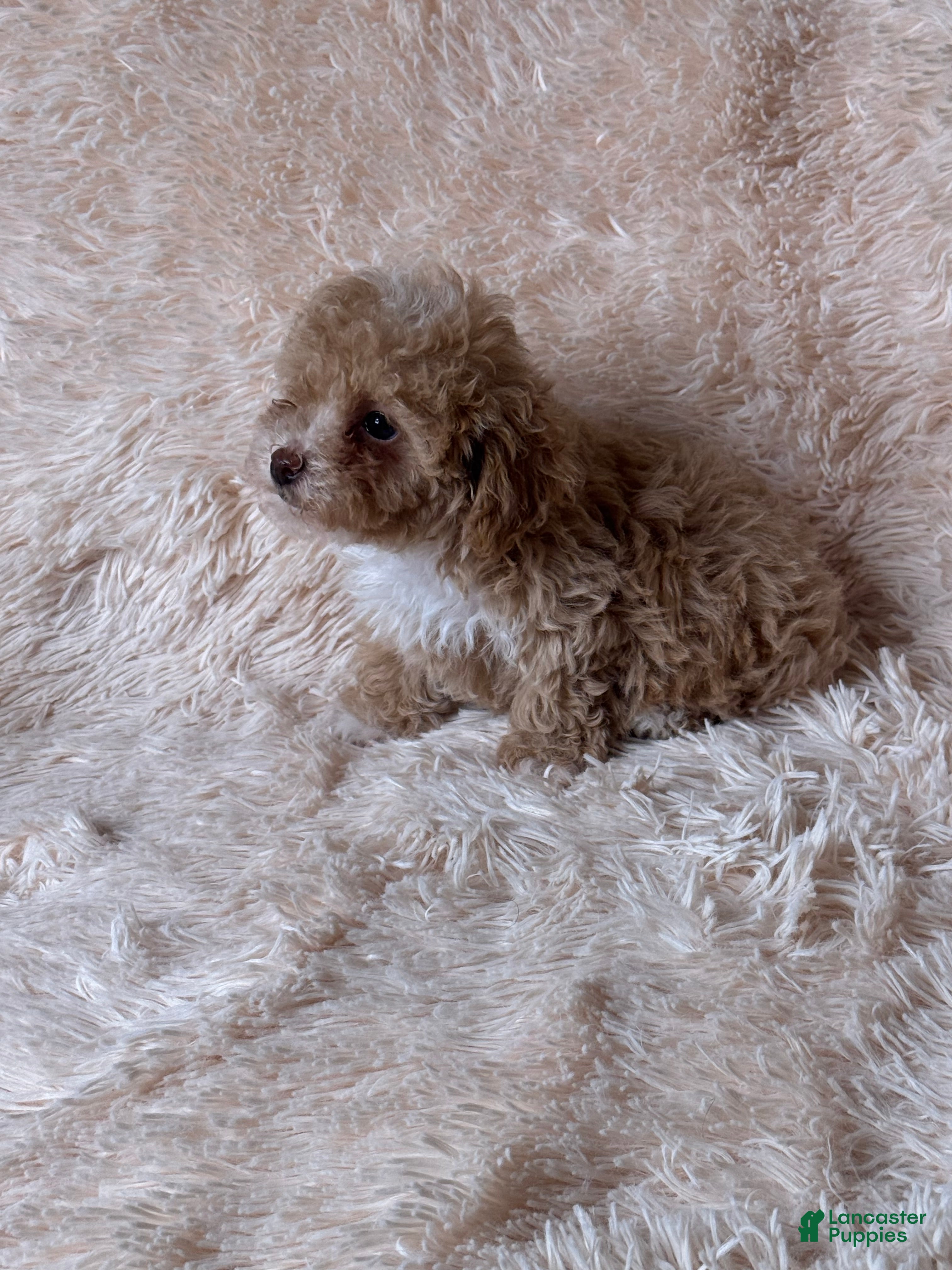 Toy Poodle dogs Vegeta - Ad 2