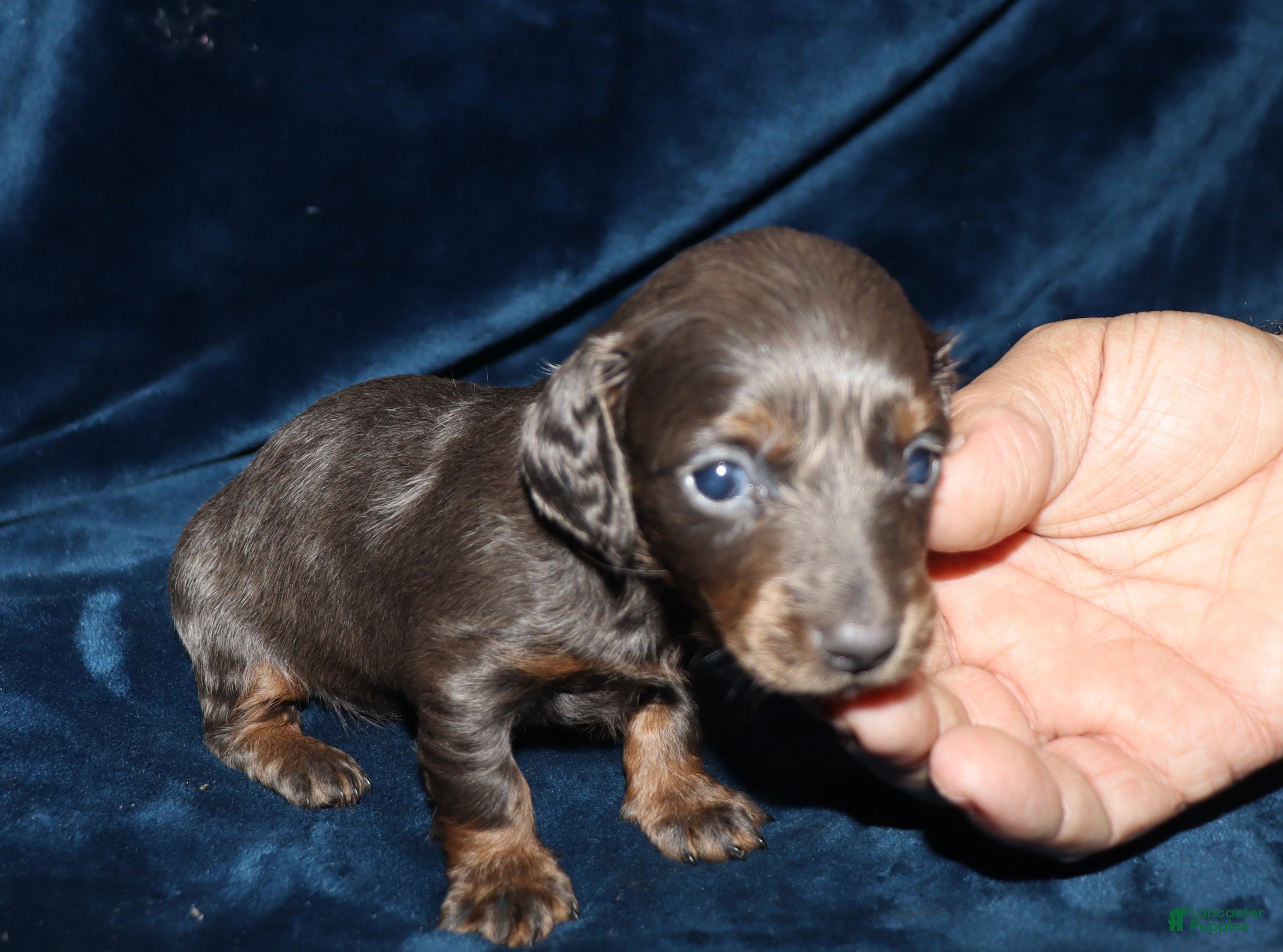 Miniature Dachshund dogs Kanika - Ad 19