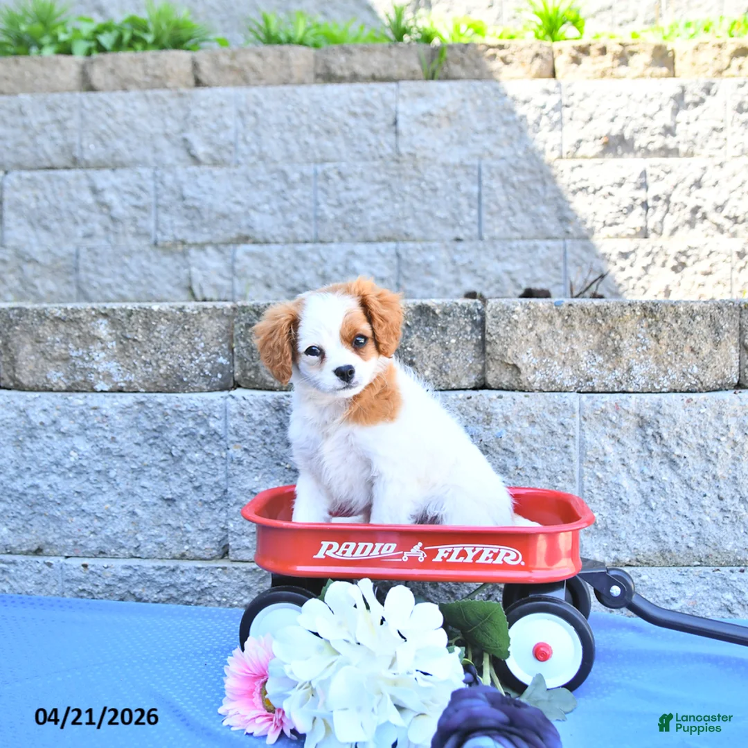 Cavapoo dogs for sale: Malia - Ad 1