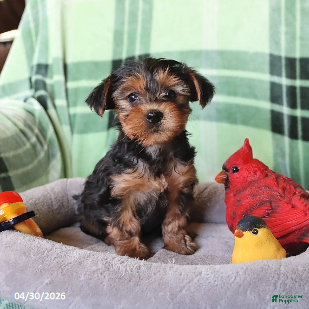 Yorkshire Terrier dogs for sale: Penelope - Ad 1