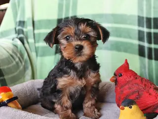 Yorkshire Terrier dogs for sale: Penelope - Ad 3