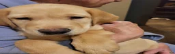 Labrador Retriever dogs for sale: Labrador Retriever 2 - Ad 2