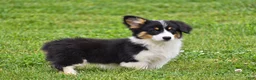 Welsh Corgi Pembroke dogs for sale: Julie - Ad 3