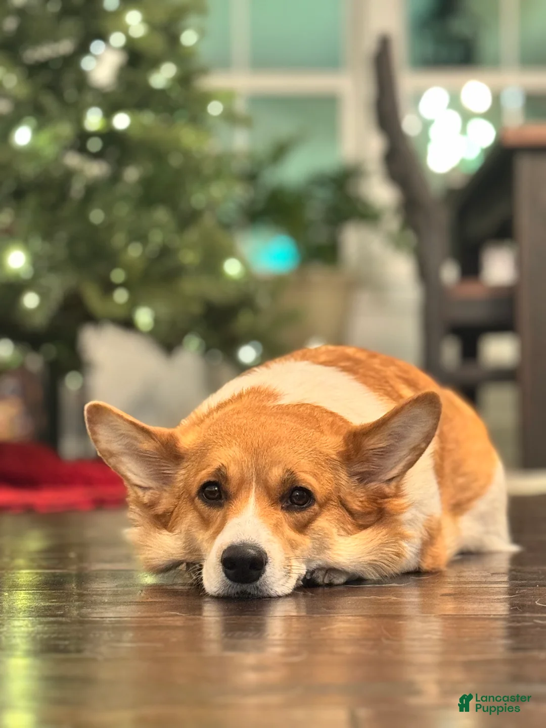 Welsh Corgi Pembroke dogs for sale: Lilo - hot pink - Ad 7