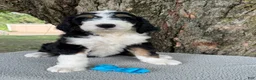Bernedoodle dogs for sale: George  - Ad 7