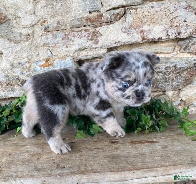 French Bulldog dogs Harvey- fluffy - Ad 1