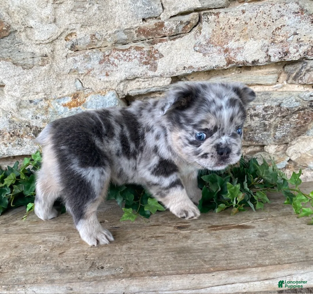 French Bulldog dogs for sale: Harvey- fluffy - Ad 1