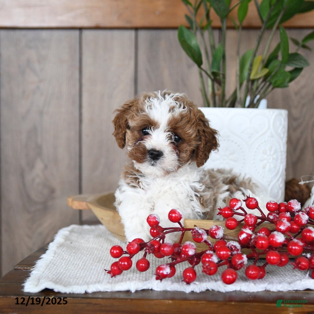 Cavapoo dogs for sale: Clover - Ad 3