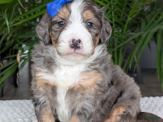 Mini Bernedoodle dogs Mini Wyatt - Ad 39