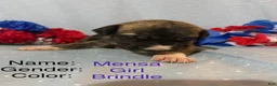 Great Dane dogs for sale: Mensa - Ad 2