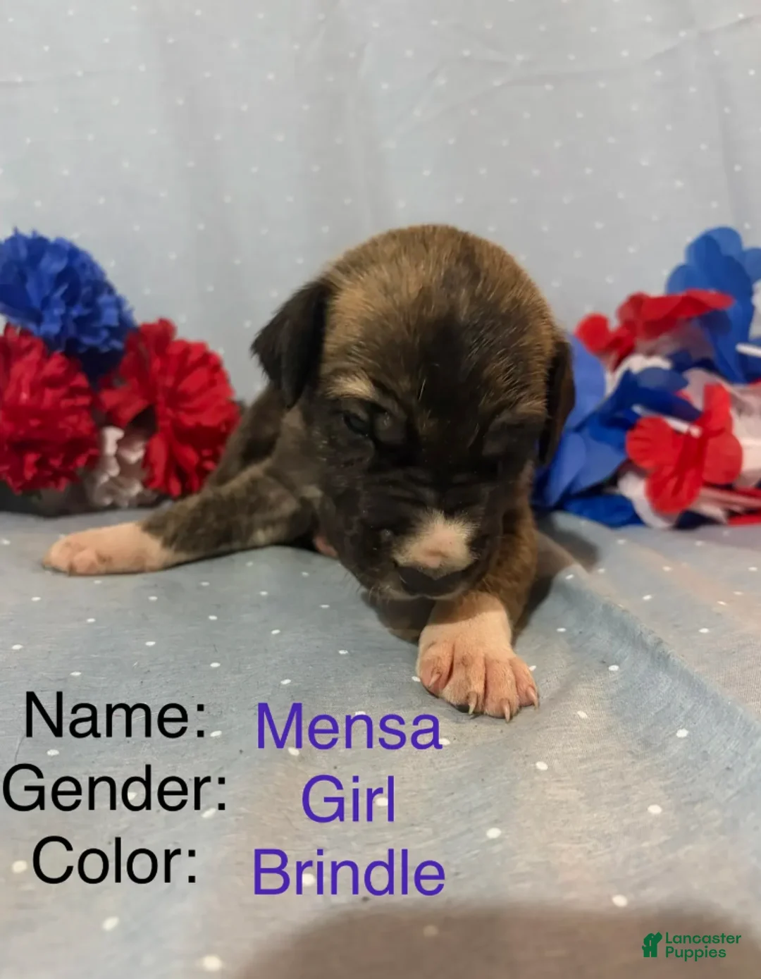 Great Dane dogs for sale: Mensa - Ad 2