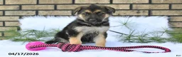 German Shepherd dogs for sale: Macy - Ad 2