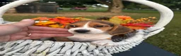 Beagle dogs for sale: Beagle 1 - Ad 3