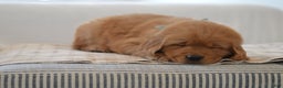 Golden Retriever dogs for sale: Moe - Ad 2