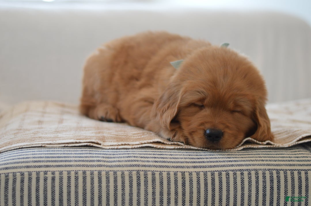 Golden Retriever dogs for sale: Moe - Ad 2