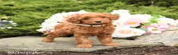 Mini Goldendoodle dogs for sale: Sparrow - Ad 4