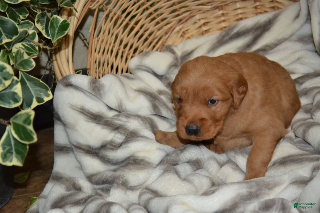 Golden Retriever dogs for sale: Bambi - Ad 7