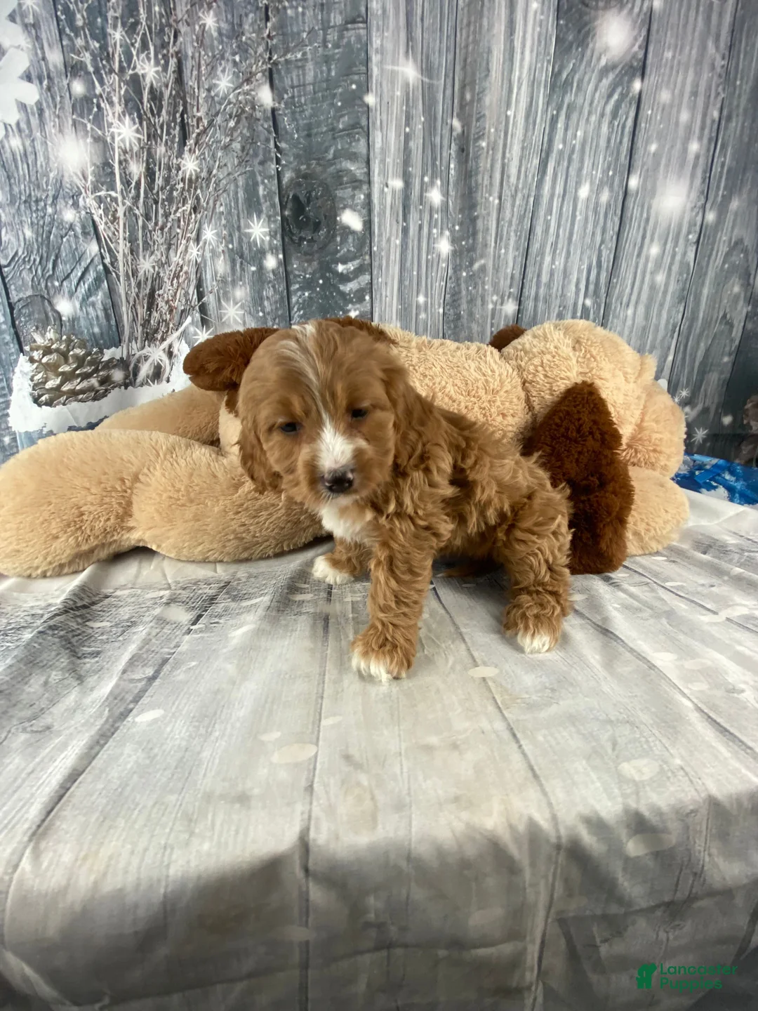 Cavapoo dogs for sale: Maple - Ad 5