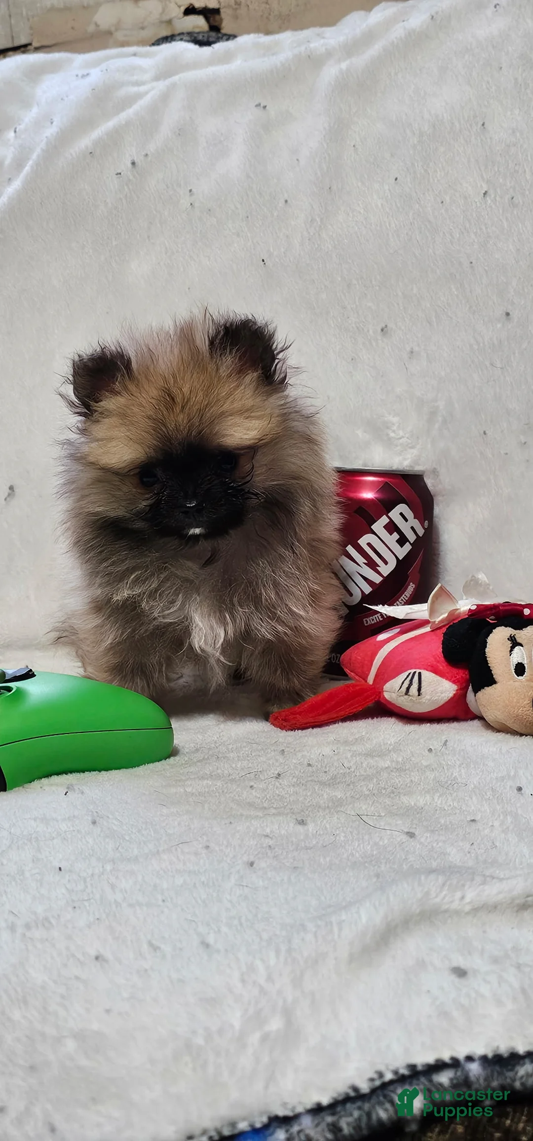 Gallery Image {{count}}