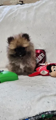 Gallery Image {{count}}