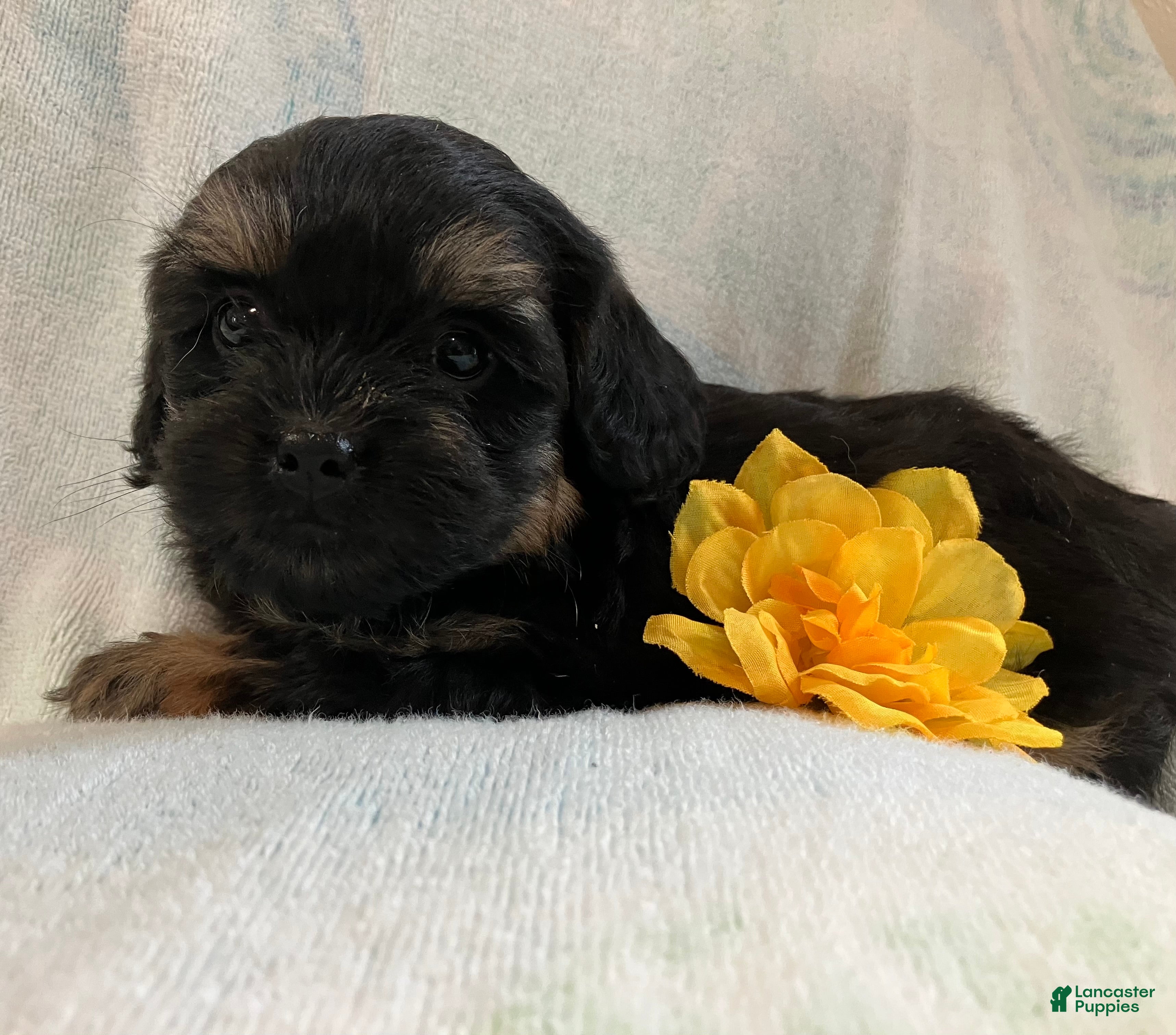 Shihpoo dogs Macy - Ad 2