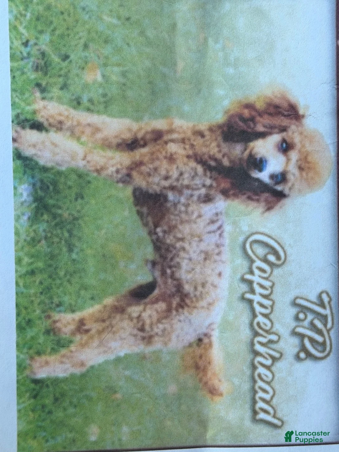 Toy Poodle dogs for sale: Bucky  - Ad 10