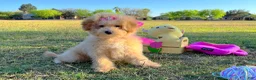 Maltipoo dogs for sale: Aurora - Ad 4