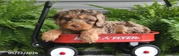 Cavapoo dogs for sale: Victor - Ad 3
