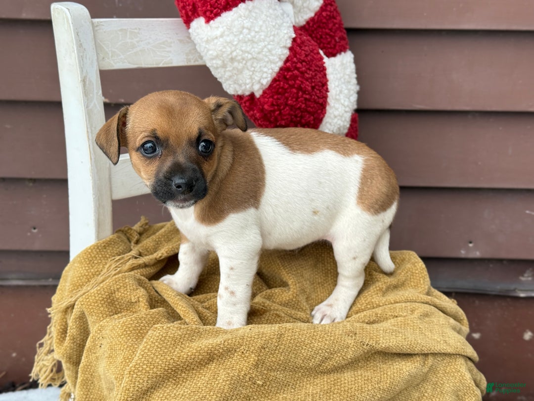 Jack Russell Terrier dogs for sale: Jack Frost - Ad 6