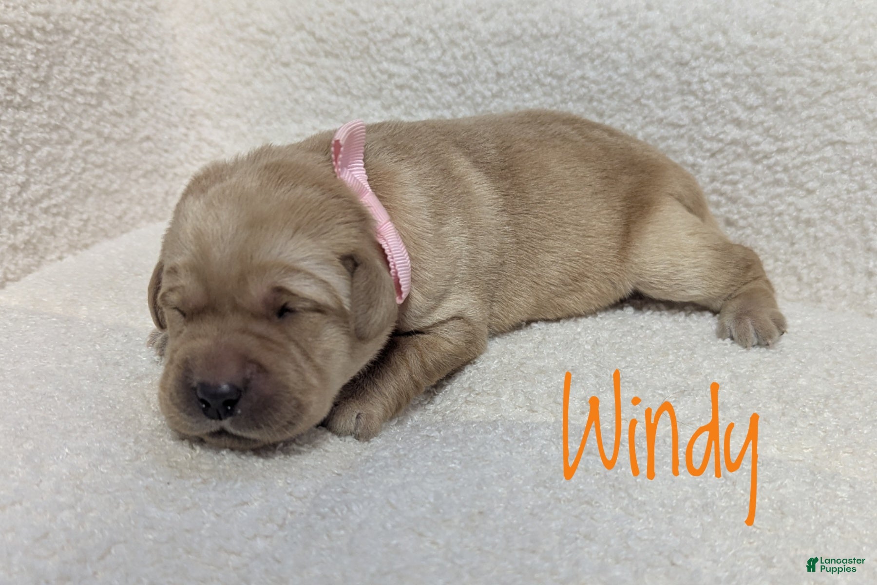 Labrador Retriever dogs Windy - Ad 1