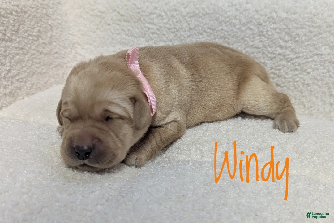 Labrador Retriever dogs for sale: Windy - Ad 1