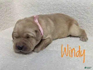 Labrador Retriever dogs for sale: Windy - Ad 4