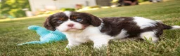 Cavalier King Charles Spaniel dogs for sale: Presley Cavalier King Charles Spaniel  - Ad 6