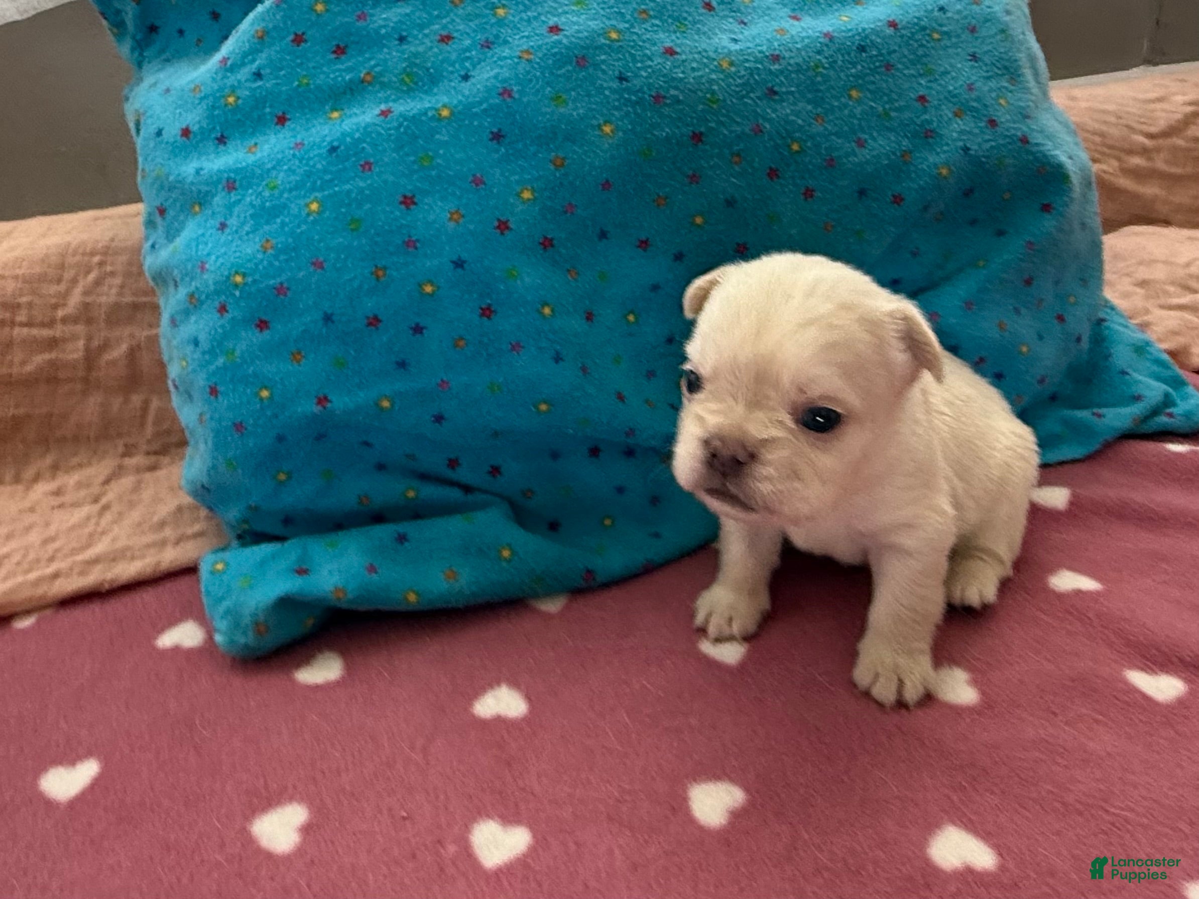 French Bulldog dogs Fluffy French Bulldog 1 - Ad 24