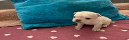 French Bulldog dogs for sale: Fluffy French Bulldog 1 - Ad 1