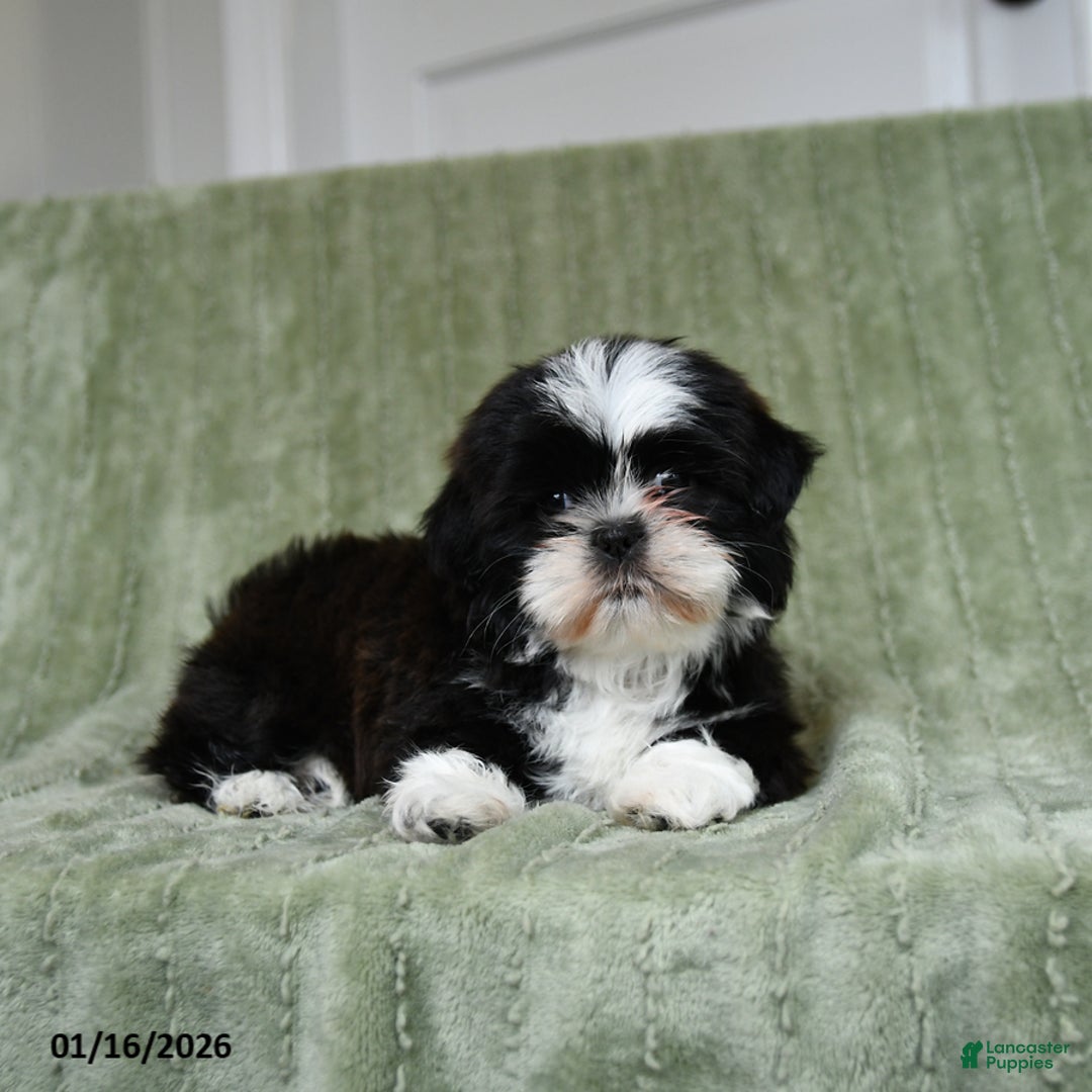 Shih Tzu dogs for sale: Gracie - Ad 1